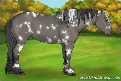 Horse Color:White Spotted Grullo