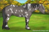 Horse Color:White Spotted Grullo