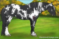 Horse Color:White Spotted Black 