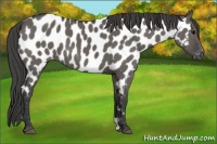 Horse Color:Grullo Appaloosa 