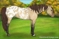 Horse Color:Brown Dun Appaloosa 