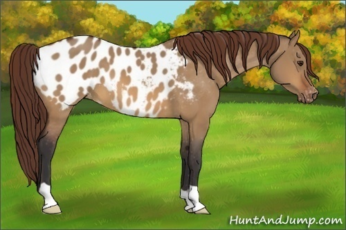 Horse Color:Bay Dun Appaloosa