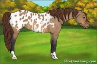 Horse Color:Bay Dun Appaloosa 