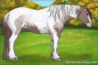 Horse Color:Chocolate Grullo Sabino Tobiano