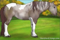 Horse Color:Chocolate Grullo Sabino Tobiano 