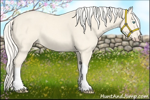 Horse Color:Cremello 