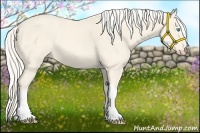 Horse Color:Cremello 