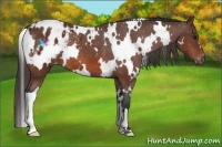 Horse Color:White Spotted Bay Appaloosa 