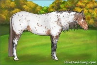Horse Color:White Spotted Buckskin Appaloosa 