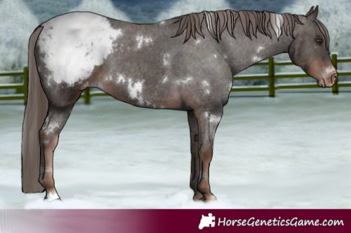 Horse Color:White Spotted Liver Chestnut Varnish 