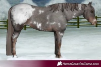 Horse Color:White Spotted Liver Chestnut Varnish