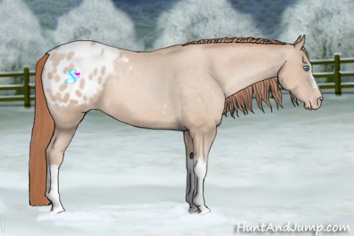 Horse Color:Buckskin Pearl Appaloosa 