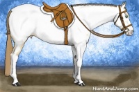 Horse Color:Amber Cream Champagne Appaloosa 