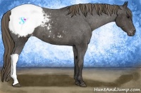 Horse Color:Smoky Black Appaloosa 