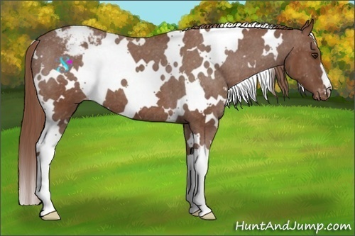 Horse Color:White Spotted Chestnut Appaloosa