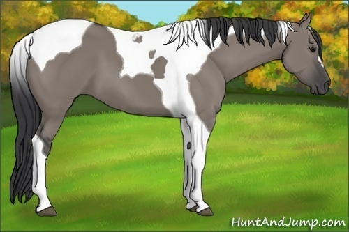 Horse Color:Grullo Tobiano 