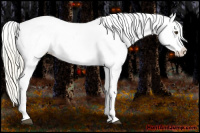 Horse Color:Palomino Varnish Rabicano 