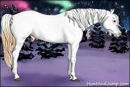 Horse Color:Buckskin Near Leopard 
