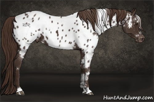 Horse Color:White Spotted Liver Chestnut Appaloosa 