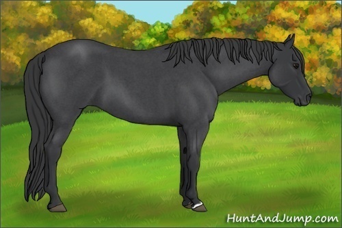 Horse Color:Blue Roan 