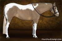 Horse Color:Chocolate Palomino Sabino Tobiano