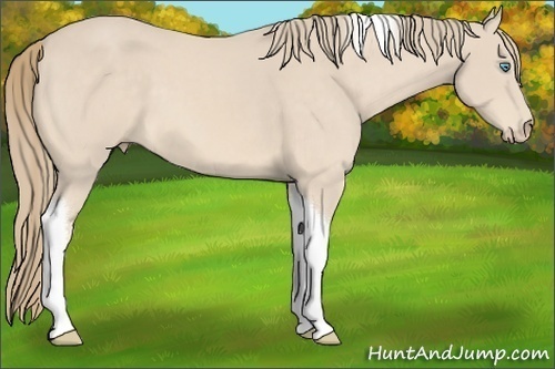 Horse Color:Perlino Tobiano 