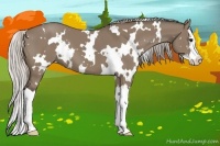 Horse Color:White Spotted Silver Grullo Sabino Splash 