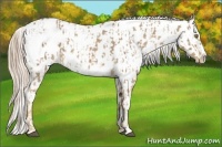 Horse Color:Palomino Near Leopard  and Palomino Near Leopard 