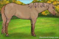 Horse Color:Red Dun 