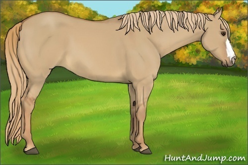 Horse Color:Red Dun 