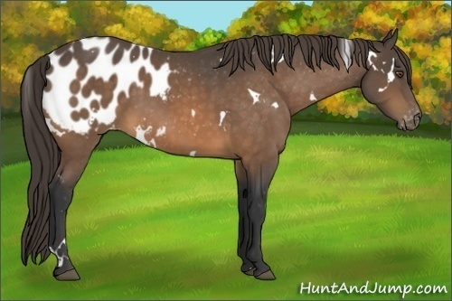 Horse Color:White Spotted Buckskin Sabino Blanket 
