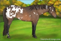 Horse Color:White Spotted Buckskin Sabino Blanket 