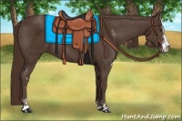 Horse Color:Liver Chestnut Sabino