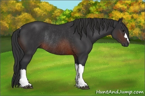 Horse Color:Brown Rabicano 