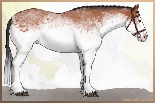 Horse Color:White Spotted Bay Splash 