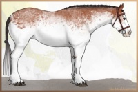 Horse Color:White Spotted Bay Splash 