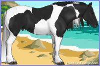 Horse Color:Gray Black Tobiano 