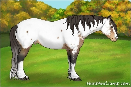 Horse Color:White Spotted Buckskin Appaloosa 