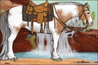 Horse Color:Bay Sabino Splash Tobiano Frame Appaloosa 