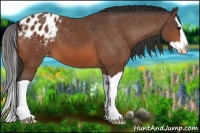 Horse Color:Bay Splash Appaloosa