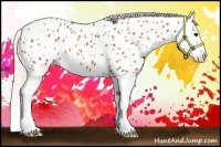 Horse Color:Silver Bay Splash Appaloosa 