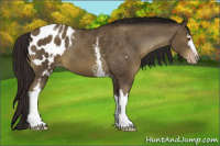 Horse Color:Gray White Spotted Classic Cream Champagne Appaloosa 