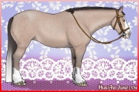 Horse Color:Amber Champagne Splash 