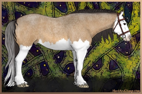 Horse Color:Buckskin Roan Splash 