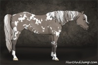 Horse Color:White Spotted Silver Grullo 