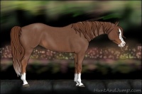 Horse Color:Red Roan Splash