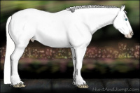 Horse Color:Cremello Dun Varnish 