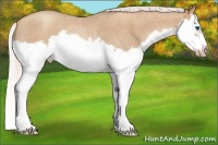 Horse Color:Silver Classic Champagne Roan Splash Frame Rabicano 