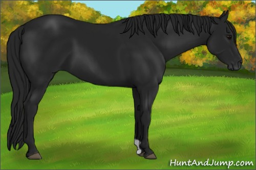 Horse Color:Gray Black 