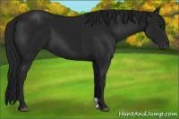 Horse Color:Gray Black 